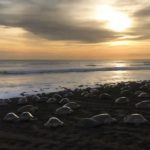 playa-del-ostional-costa-rica