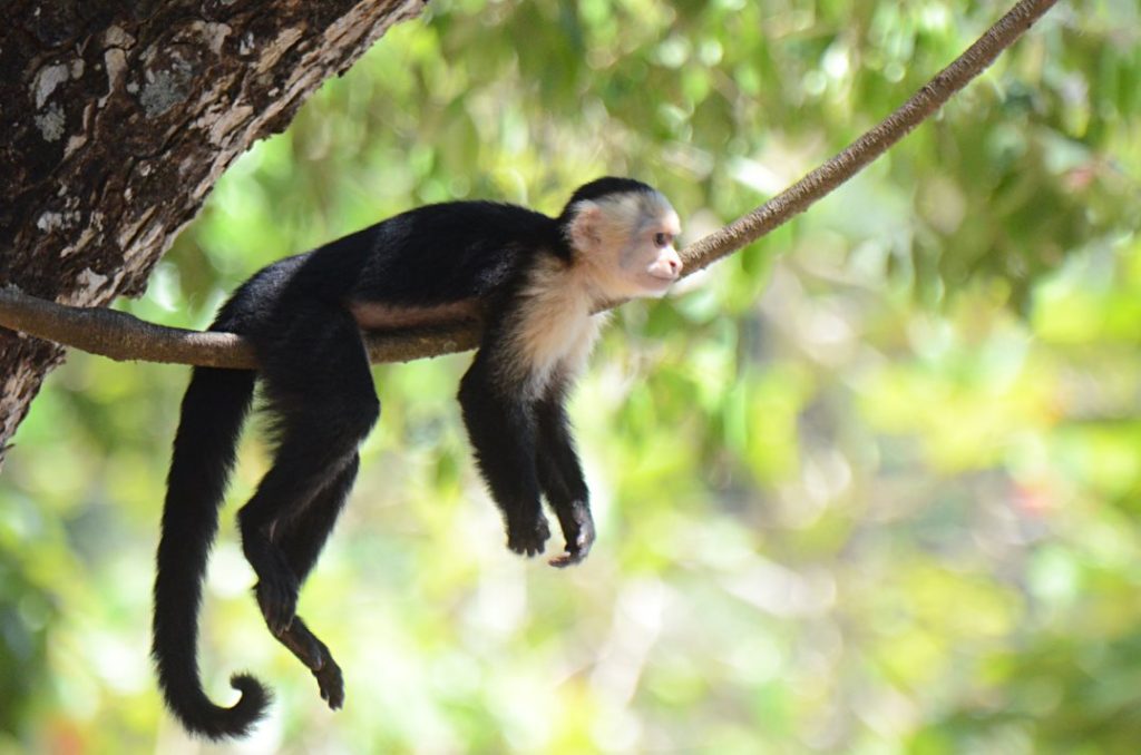 Animales de Costa Rica