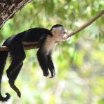 Animales de Costa Rica